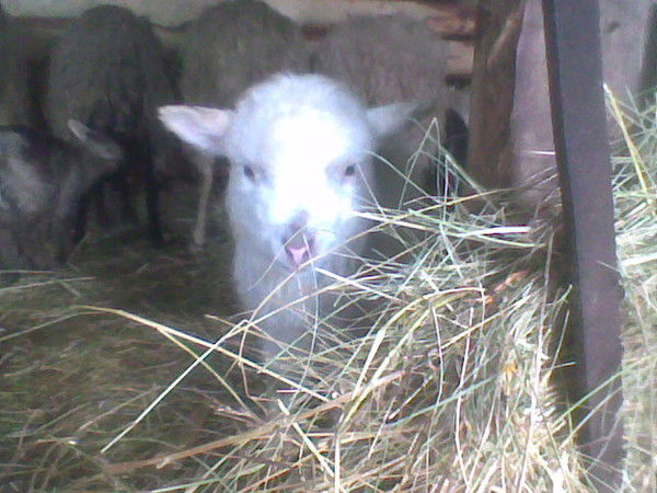 Ольга Неповторимая