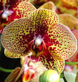 Людмила Волкорезова