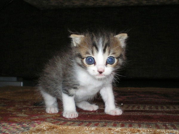 Ольга Блажей