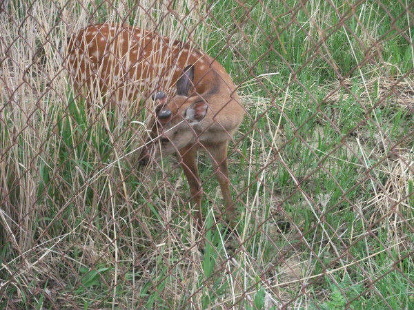 Гульнара Магомедова