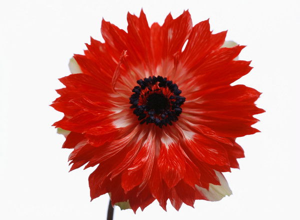 Людмила Скворцова