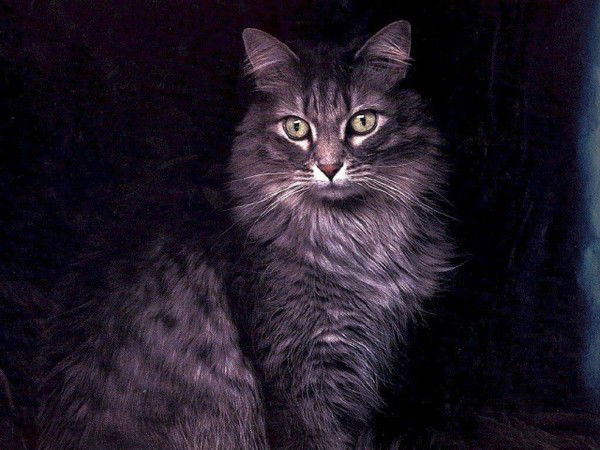 Ольга Болотина