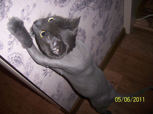 Эстелла Чернова