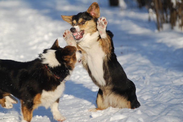 Марина Фомичева