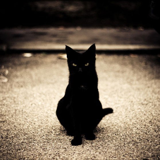 Black Cat
