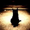 Black Cat