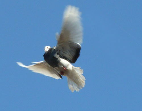 Виктор Сидоров