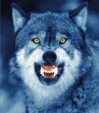 Роман Наймушин