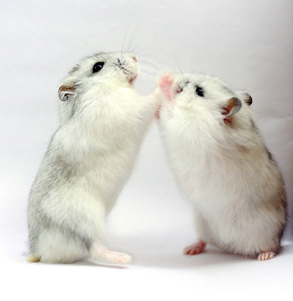 Александр Черкасов