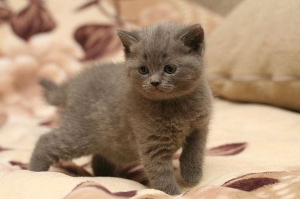 Светочка Припевочка