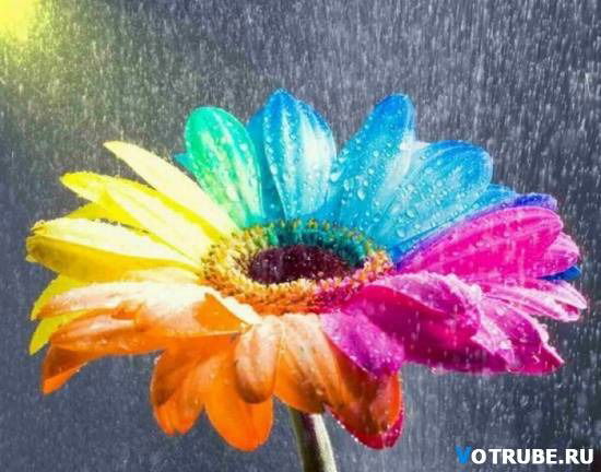 I Am Your Precious Girl