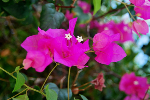 Гульсайран Лукпанова