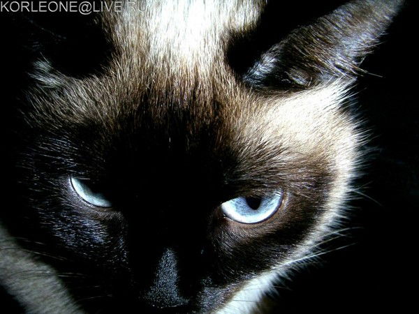 Алена Поспелова