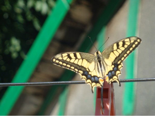 Светлана Белых