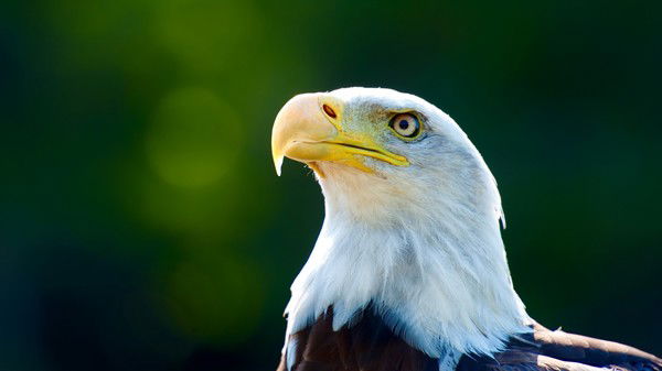 Николай Гончаров