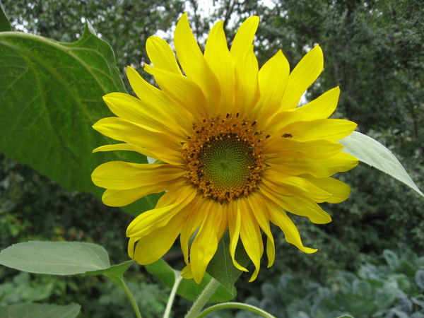 Елена Агранович