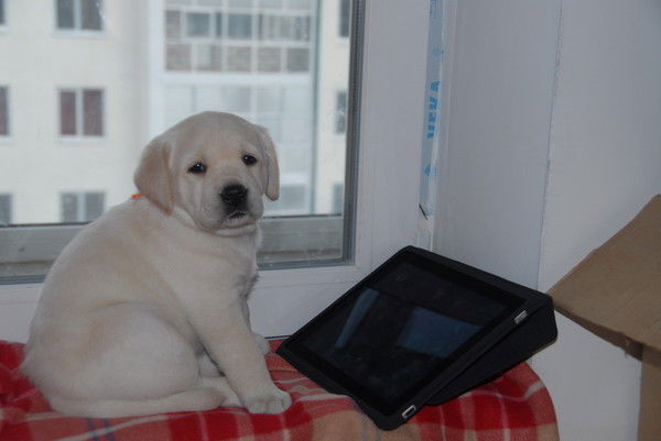 Елена Ложкина