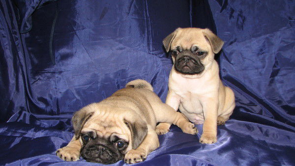 Игорь Бережной