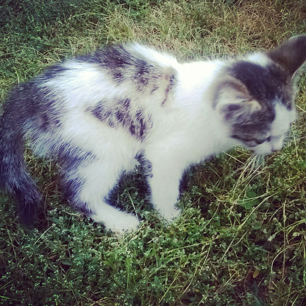 Анастасия Карапетова