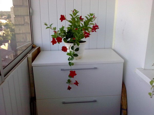 Эльвира Ярёменко