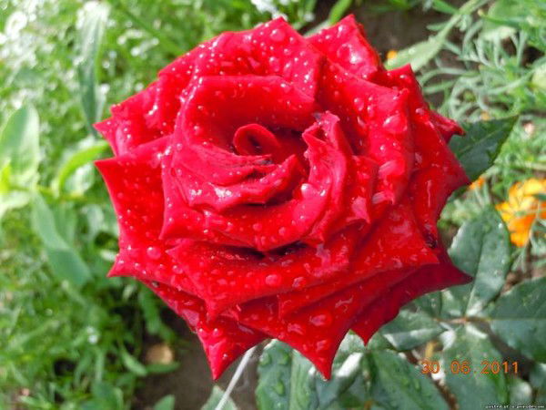 Роза Тямаева