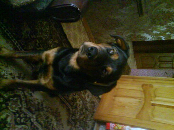 Денис Степченков