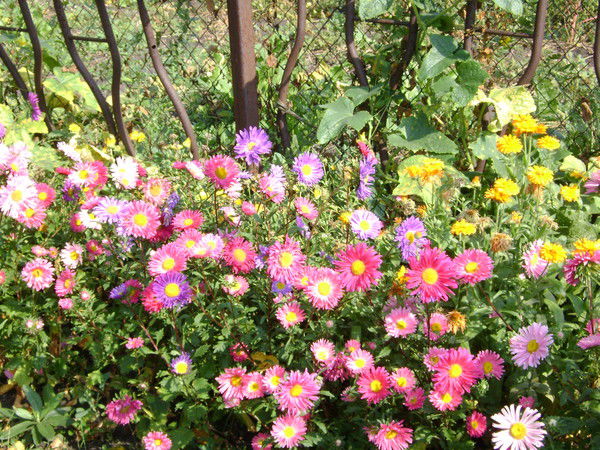 Олеся Бобрович