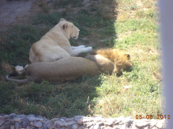 Светлана Бердыгожина