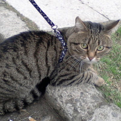 Антон Дмитриев