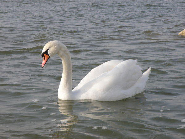 Александр Башорин