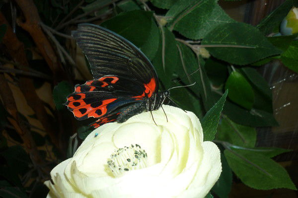 Виктория Венец