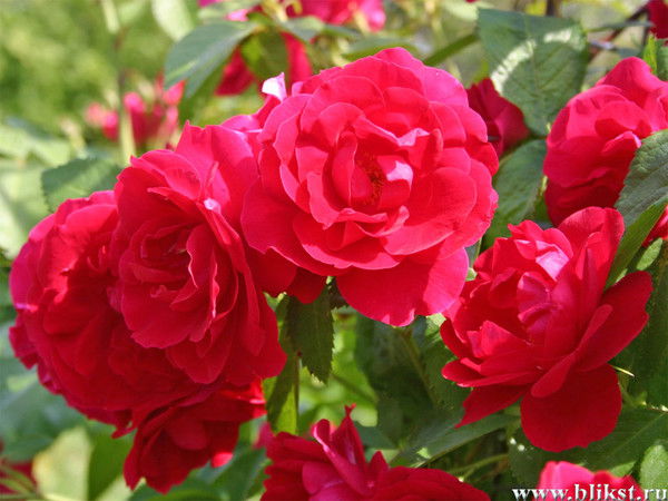 Карагоз Идрисова