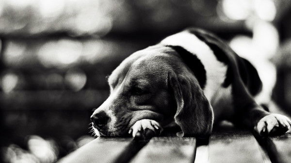 Данил Кочетков