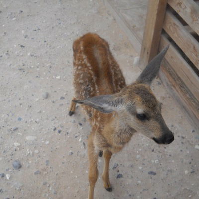 Виктория Косарева