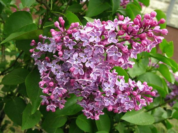 Вера Абишева