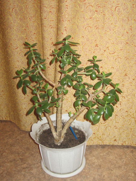 Станислав Флегонтов