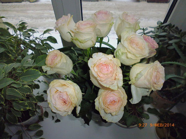 Татьяна Соломонидина