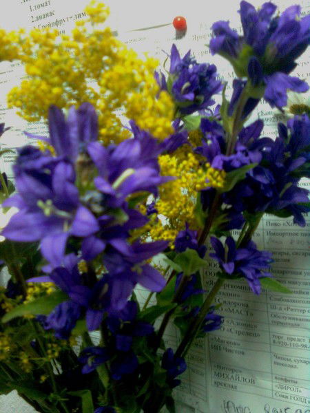 Стелла Ширшина