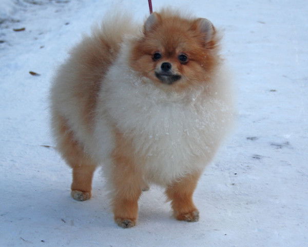 Людмила Короткова