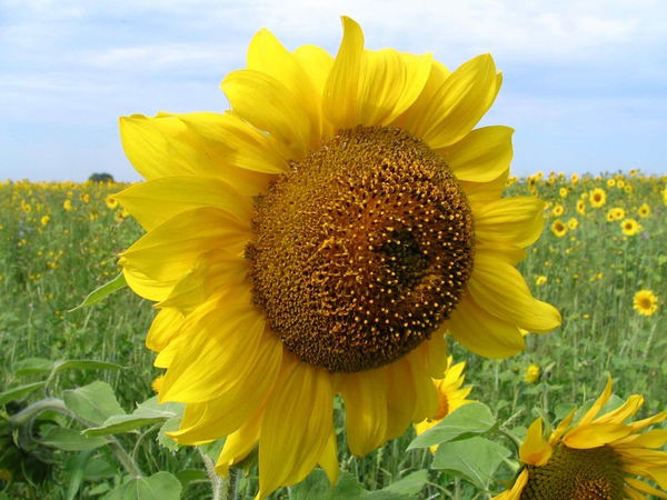 Николай Куменко