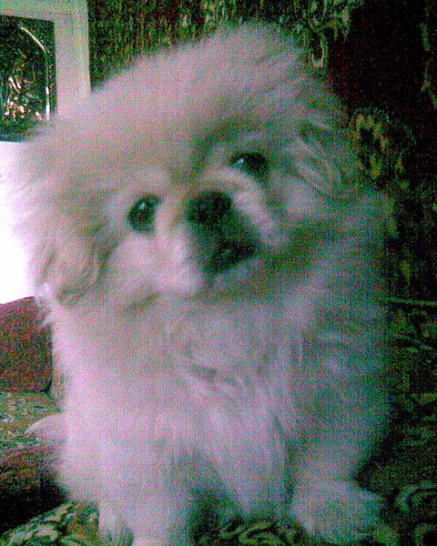 Светлана Фомина