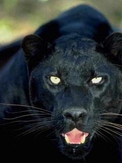 Елена Лебакина