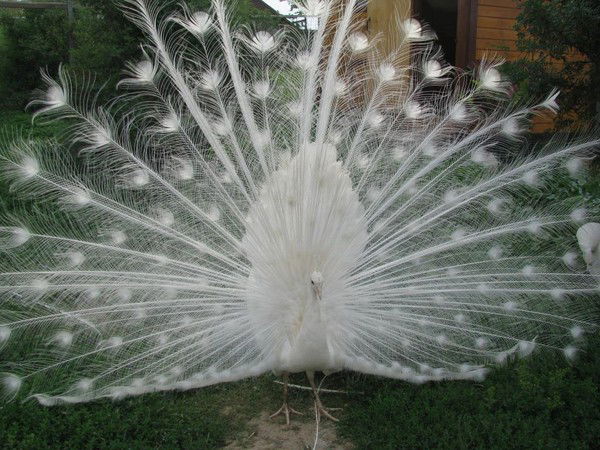 Меруерт Абдыкулова