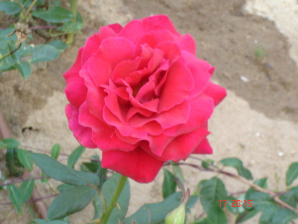 Елена Зубрилина