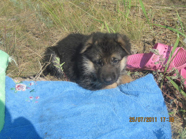 Алексей Паршиков