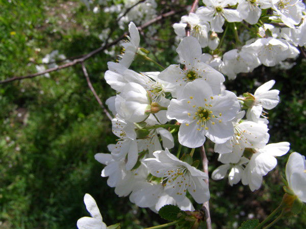 Валерия Кравцова