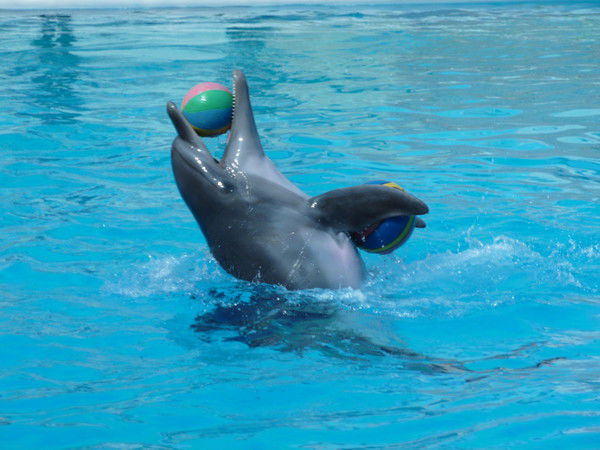 Денис Логвиненко