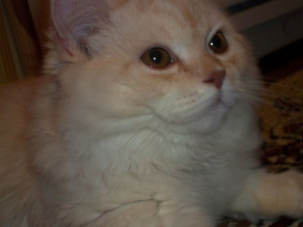 Татьяна Краснова