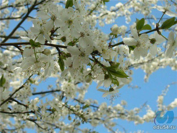 Лариса Маркова