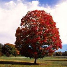 Алина Симонович